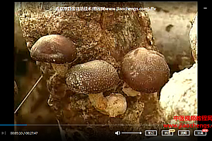 香菇培养种植技术教程视频文字资料百度网盘下载学习