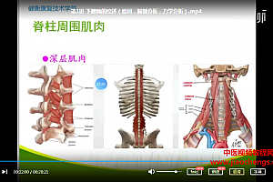 新乡医学院第三临床学院康复医学教研室杨纯生下腰痛诊断与康复视频课程6集百度云网盘下载学习