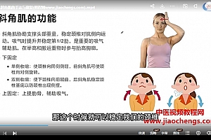 封华全身肌肉理论手法实操视频课程全集百度网盘下载学习