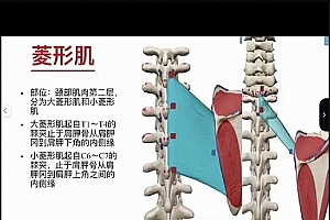 C先生3D动态解剖与体态关系视频课程百度网盘下载学习