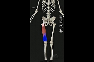 韩文东肌肉功能和实操手法的完美结合视频课程90集百度网盘下载学习